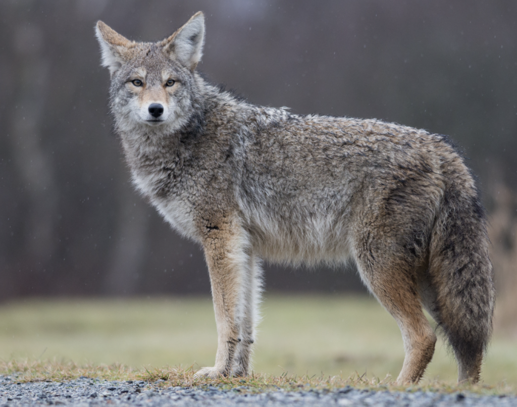 can you eat coyote meat?