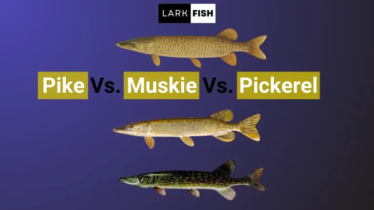 Pike Vs. Pickerel Vs. Muskie: A Comprehensive Comparison of Freshwater Predators