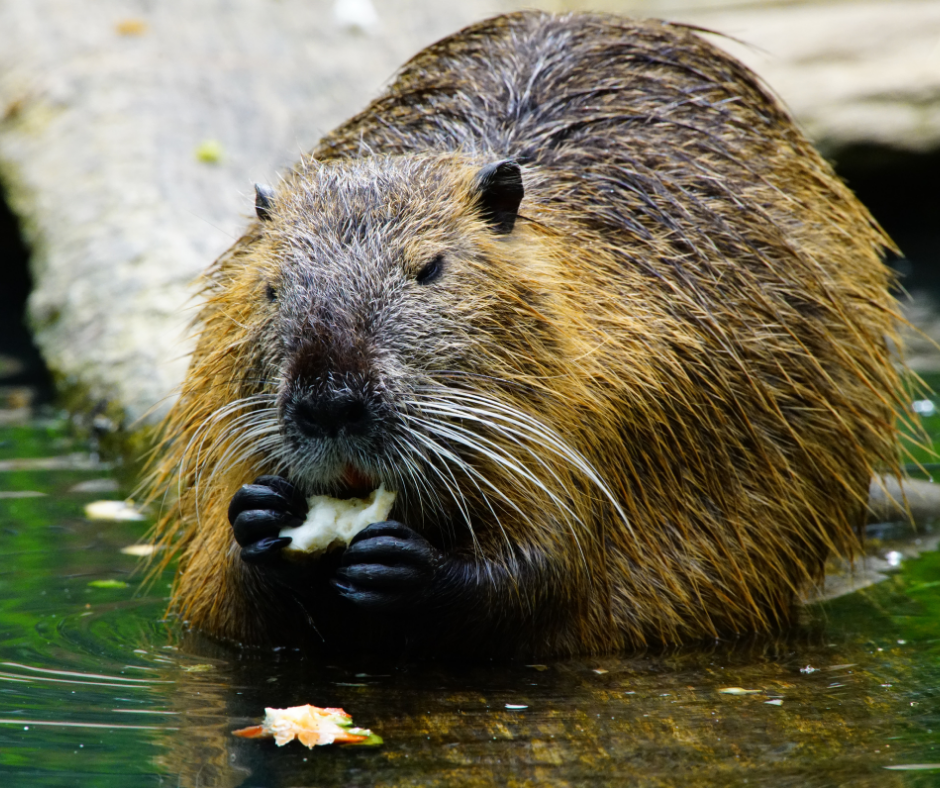 can you eat beaver