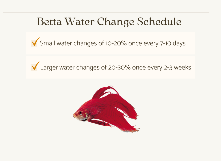 betta water change schedule