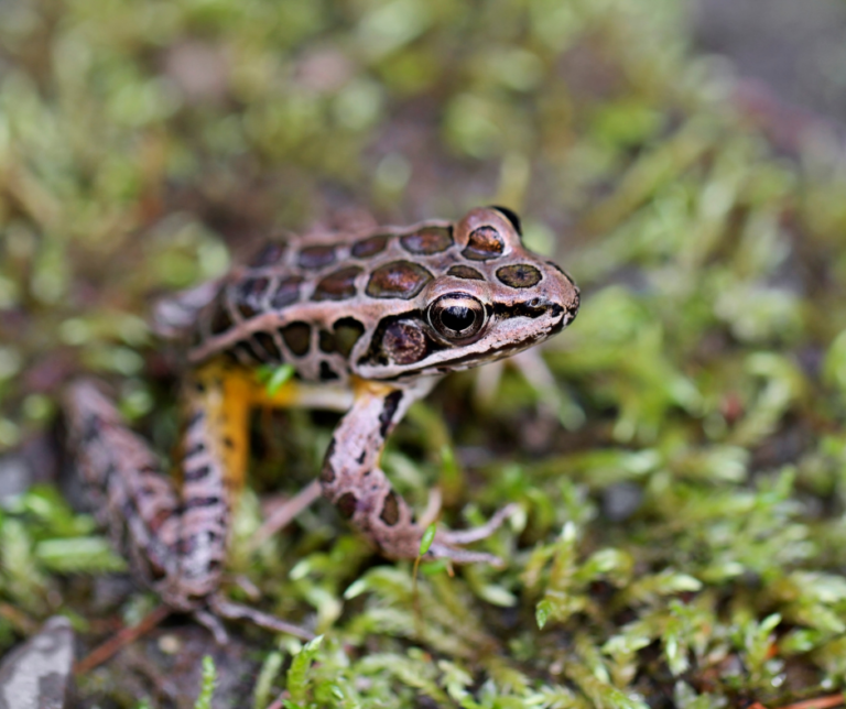 What is a Pickerel Frog?