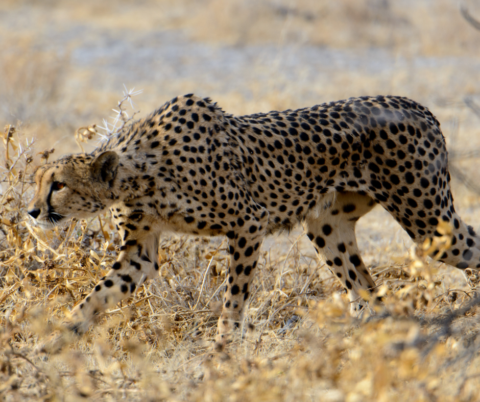 what do cheetahs eat 